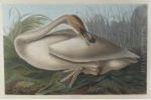 Trumpeter Swan (plate Ccclxxvi) by John James Audubon