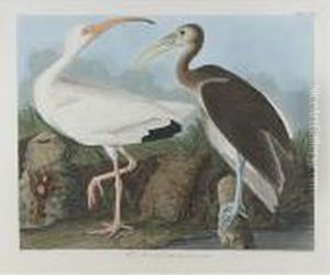 White Ibis (plate Ccxxii) by John James Audubon