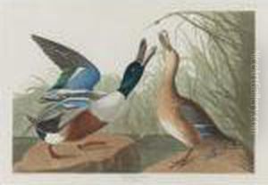 Shoveller Duck (plate Cccxxvii) by John James Audubon