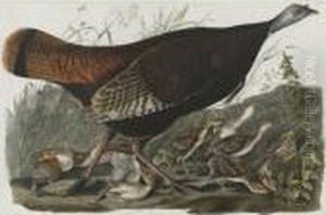 Wild Turkey...female And Young (plate Vi) by John James Audubon