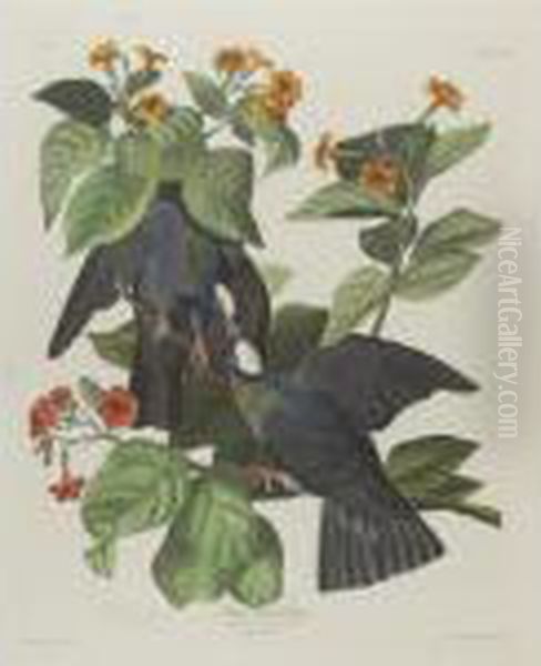 White Headed Pigeon (plate Clxxvii) - view 1