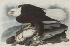 White-headed Eagle (plate Xxxi)
