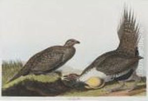 Cock Of The Plains (plate Ccclxxi) by John James Audubon