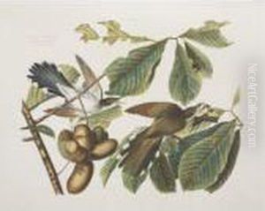 Yellow Billed Cuckoo (plate Ii) Yellow Billed Cuckoo (plate Ii)