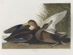 Dusky Duck (plate Cccii) by John James Audubon