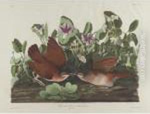 Key West Pigeon (plate Clxvii) by John James Audubon