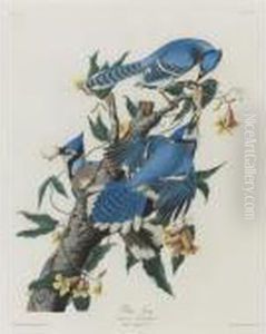 Blue Jay (plate Cii) by John James Audubon