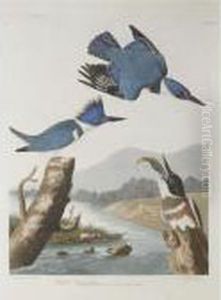 Belted Kingfisher (lxxvii) by John James Audubon