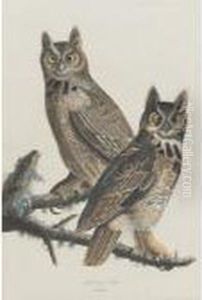 Great Horned Owl (plate Lxi)