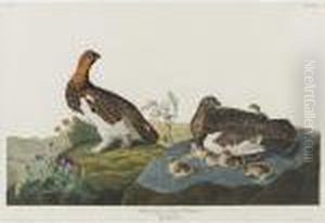 Willow Grous (plate Cxci) by John James Audubon