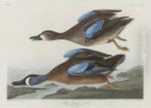 Blue-winged Teal (plate Cccxiii) by John James Audubon