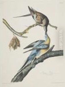 Passenger Pigeon (plate Lxii) by John James Audubon