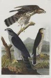 Goshawk Stanley Hawk (plate Cxli)