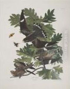 Night Hawk (plate Cxlvii) by John James Audubon