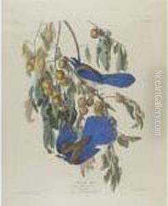 Florida Jay (plate Lxxxvii)