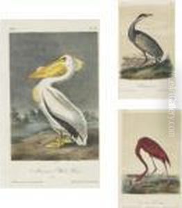 New York: V.g. Audubon, 1856