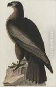 Bird Of Washington; And Great-footed Hawk (plates Xi And Xvi) by John James Audubon
