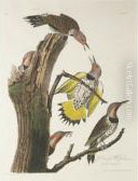 Purple-martin; Golden-winged
Woodpecker; And American Red Start (plates Xxii, Xxxvii, And Xl) - view 1