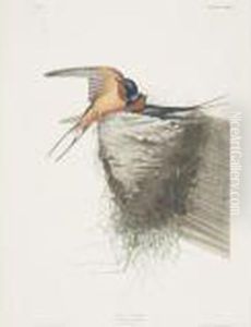 Barred Owl; And Barn Swallow (plate 46 And Clxxiii) by John James Audubon