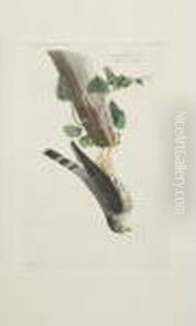 Winter Hawk; And Le Petit Corporal (plates Lxxi And Lxxv)