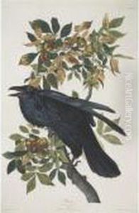 Pigeon Hawk; And Raven (plates Xcii And Ci) by John James Audubon
