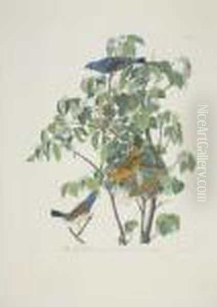 Blue-bird; And Blue Grosbeak (plate Cxiii And Cxxii) - view 1