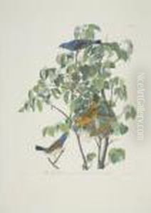 Blue-bird; And Blue Grosbeak (plate Cxiii And Cxxii) by John James Audubon