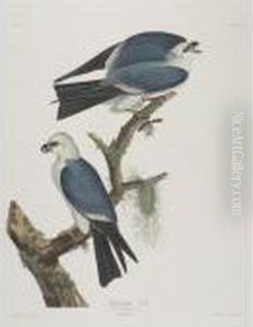 Yellow-breasted Chat;
Mississippi Kite; And Selby's Flycatcher (plates Cxxxvii, Cxvii And Xi) Yellow-breasted Chat;
Mississippi Kite; And Selby's Flycatcher (plates Cxxxvii, Cxvii And Xi)