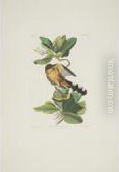 Zenaida Dove; Mangrove Cuckoo; And Blue-headed Pigeon (plates Clxii, Clxix And Clxxii) - view 1