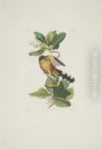 Zenaida Dove; Mangrove Cuckoo; And Blue-headed Pigeon (plates Clxii, Clxix And Clxxii) by John James Audubon