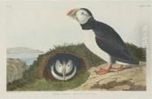 Puffin; And Foolish Guillemot (plates Ccxii And Ccxviii) Puffin; And Foolish Guillemot (plates Ccxii And Ccxviii)