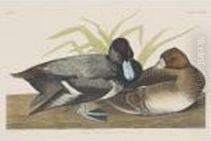 Scaup Duck; And Tufted Duck (plates Ccxxix And Ccxxxiv) by John James Audubon