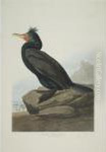 Double-crested Cormorant;
Fork-tailed Petrel; And Red-necked Grebe (plates Cclvii, Cclx And
Ccxcviii) Double-crested Cormorant;
Fork-tailed Petrel; And Red-necked Grebe (plates Cclvii, Cclx And
Ccxcviii)