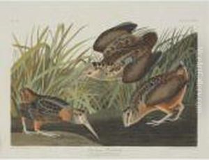 American Woodcock; Greenshank;
And Schinz's Sandpiper (plate Cclxviii, Cclxix And Cclxxviii) American Woodcock; Greenshank;
And Schinz's Sandpiper (plate Cclxviii, Cclxix And Cclxxviii)