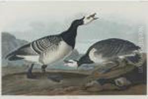 Barnacle Goose And Harlequin Duck (plates Ccxcvi And Ccxcvii) by John James Audubon