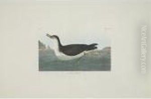 Red-backed Sandpiper; Manks
Shearwater; And Bartram Sandpiper (plates Ccxc, Ccxcv And Cciii) by John James Audubon
