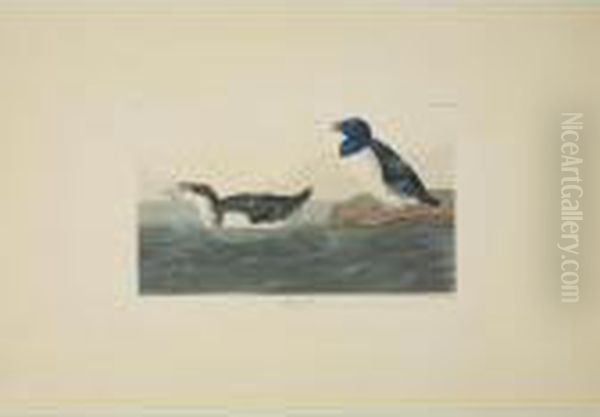 Long-tailed Duck; Black Or Surf
Duck; And Little Auk (plates Cccxii, Cccxvii And Ccxxxlx) - view 1