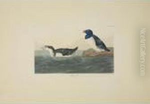 Long-tailed Duck; Black Or Surf 
Duck; And Little Auk (plates Cccxii, Cccxvii And Ccxxxlx) by John James Audubon