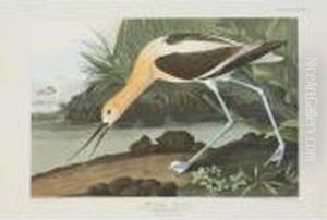 American Avocet, Red-breasted
Snipe, And Golden-eye Duck (plate Cccxviii, Cccxxxv And Ccciii) by John James Audubon