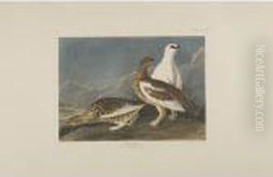 Long-tailed Or Dusky Grous; Rock
 Grous; And Sharp-tailed Grous (plates Ccclxi, Ccclxii, And Ccclxviii)
