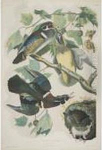 Summer Or Wood Duck (plate 391) by John James Audubon