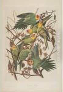 Carolina Parrot (plate 278) by John James Audubon