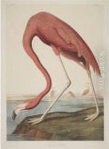 American Flamingo (plate 375) by John James Audubon