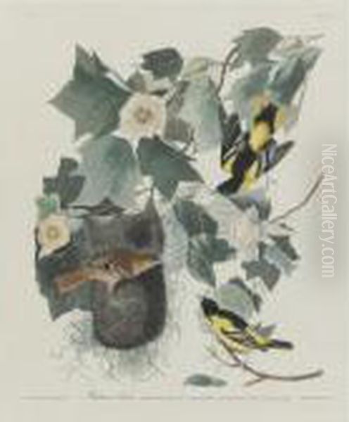Baltimore Oriole (plate Xii) - view 1