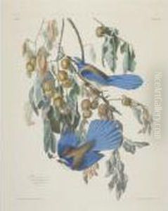 Florida Jay (plate 87) by John James Audubon