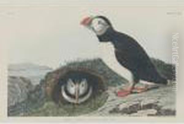 Puffin (plate Ccxiii) - view 1