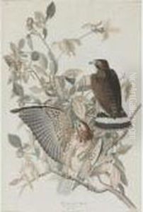 Broad-winged Hawk (plate Xci)