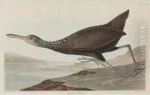 Scolopaceus Courlan (plate Ccclxxvii)