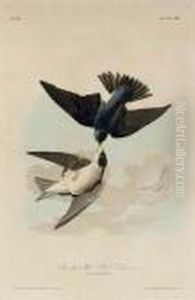 Green-blue, Or White Bellied Swallow (plate 100) by John James Audubon
