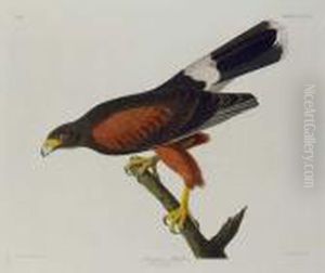 Louisiana Hawk (plate Cccxcii)